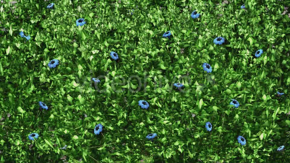 Vegetation Grow and Blue Flowers Videohive 11855053 Motion Graphics Image 7