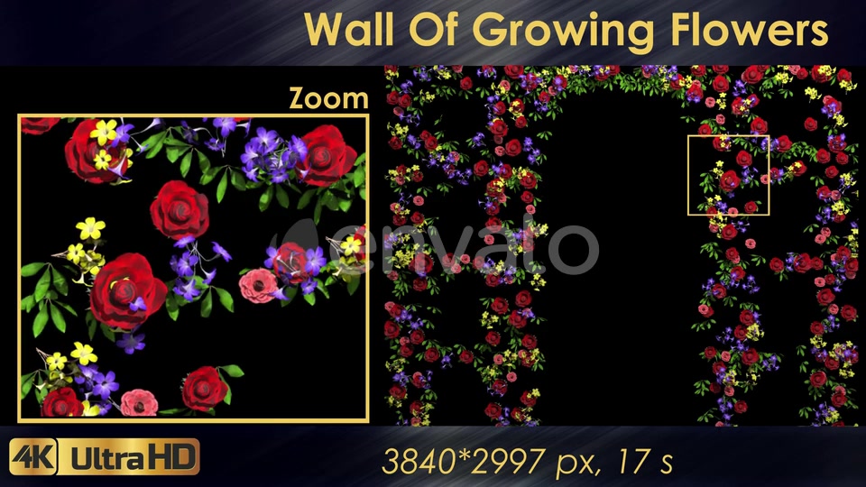 Wall Of Growing Flowers Videohive 22570791 Motion Graphics Image 3