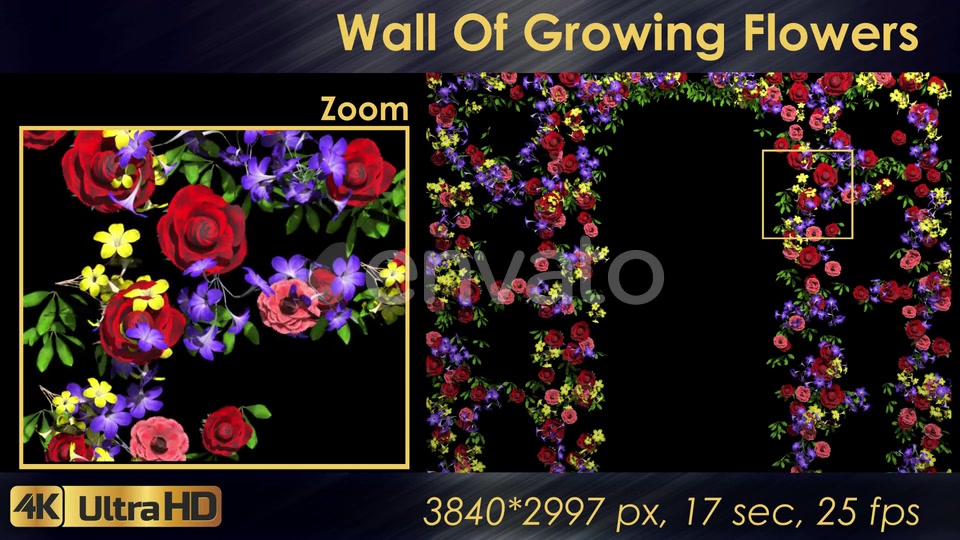 Wall Of Growing Flowers Videohive 22570791 Motion Graphics Image 4