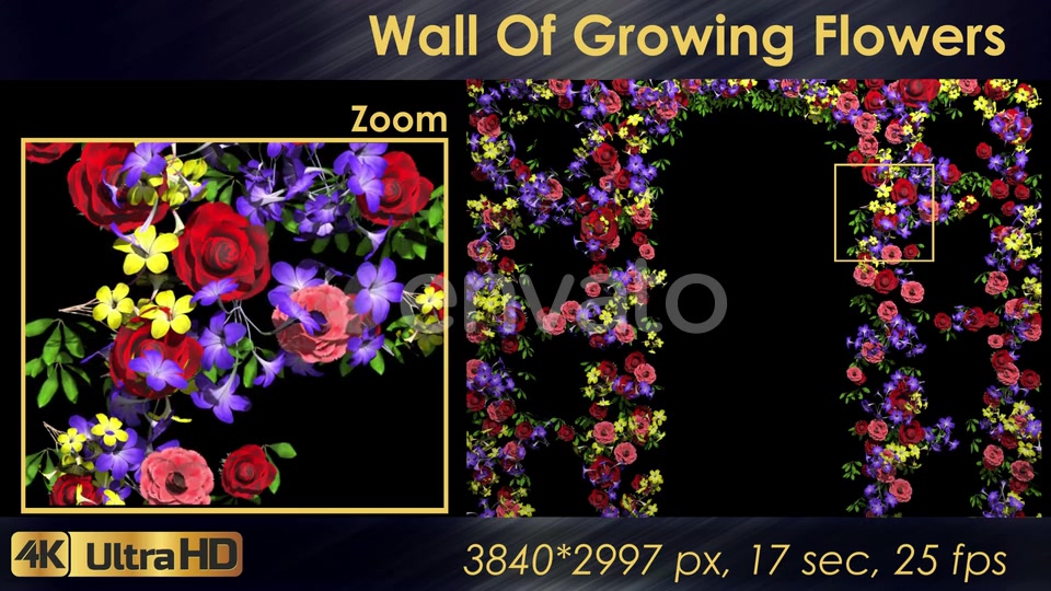 Wall Of Growing Flowers Videohive 22570791 Motion Graphics Image 5