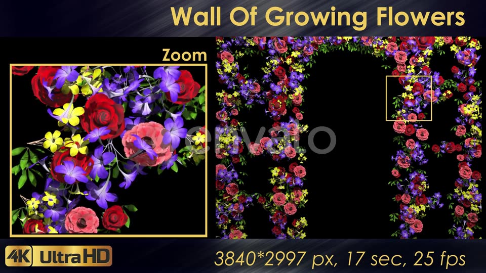 Wall Of Growing Flowers Videohive 22570791 Motion Graphics Image 6