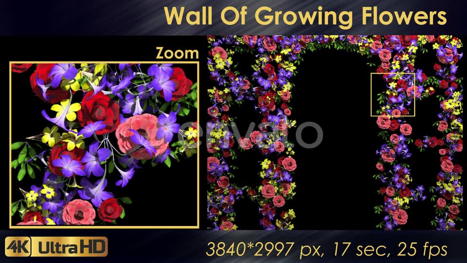 Wall Of Growing Flowers Videohive 22570791 Motion Graphics Image 7