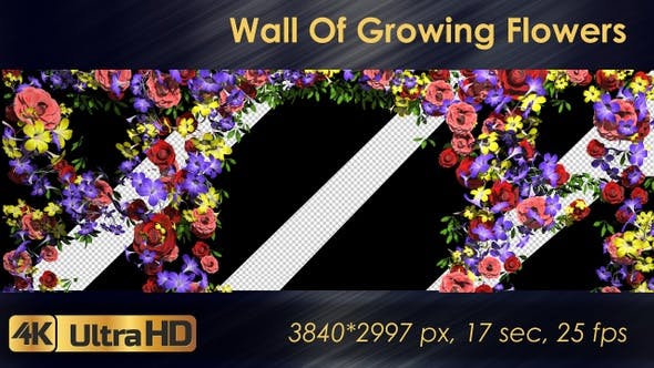Wall Of Growing Flowers - Download 22570791 Videohive