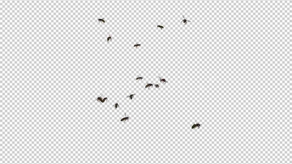 Wasp Swarm Flying Around 4K Videohive 20837586 Motion Graphics Image 10