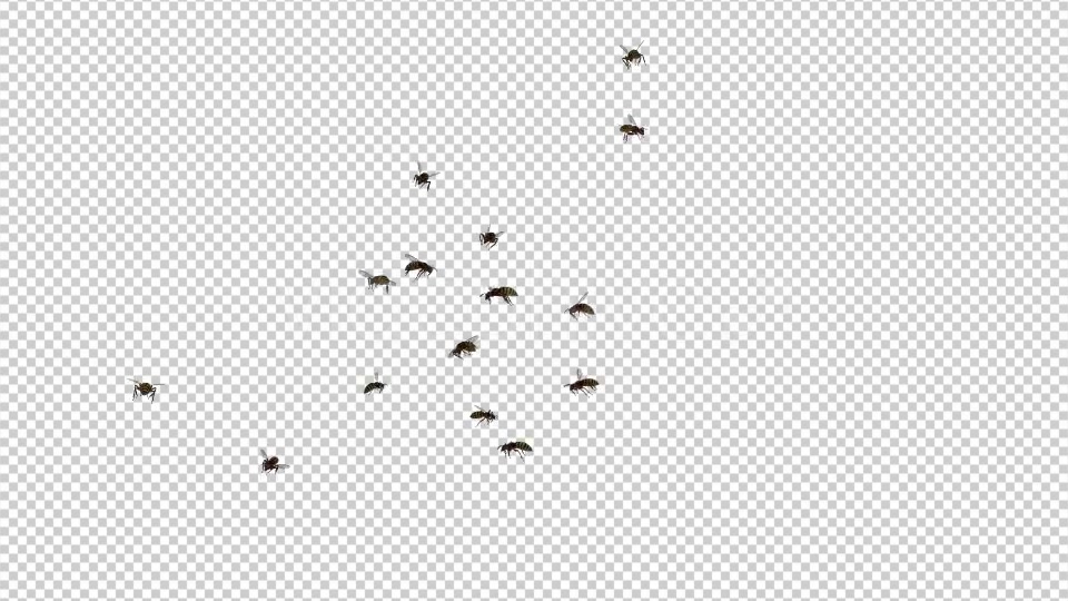 Wasp Swarm Flying Around 4K Videohive 20837586 Motion Graphics Image 3