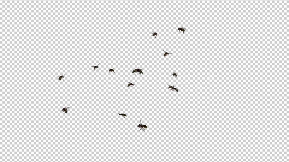Wasp Swarm Flying Around 4K Videohive 20837586 Motion Graphics Image 5