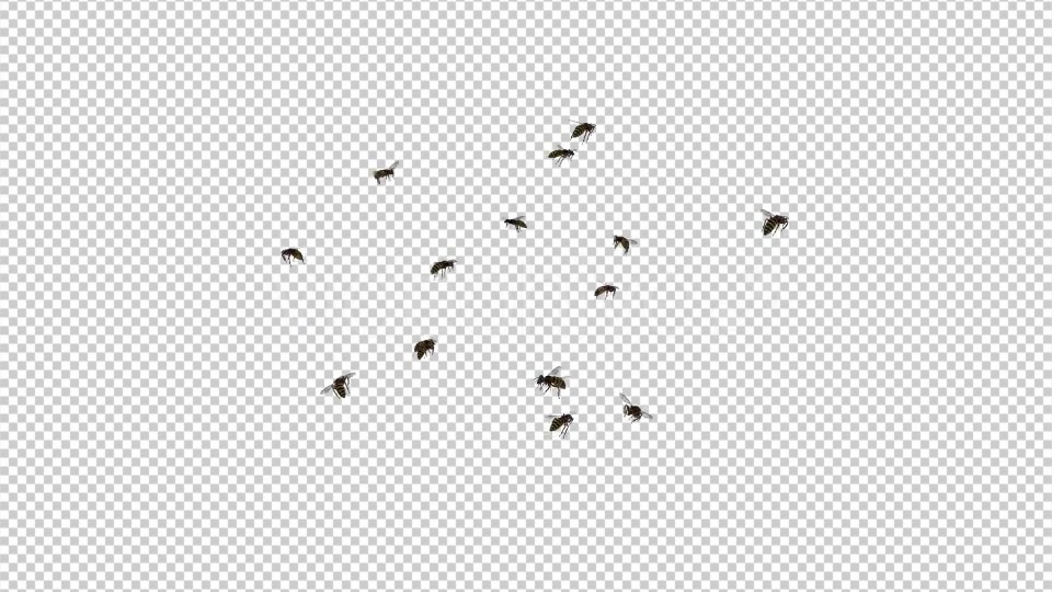 Wasp Swarm Flying Around 4K Videohive 20837586 Motion Graphics Image 6