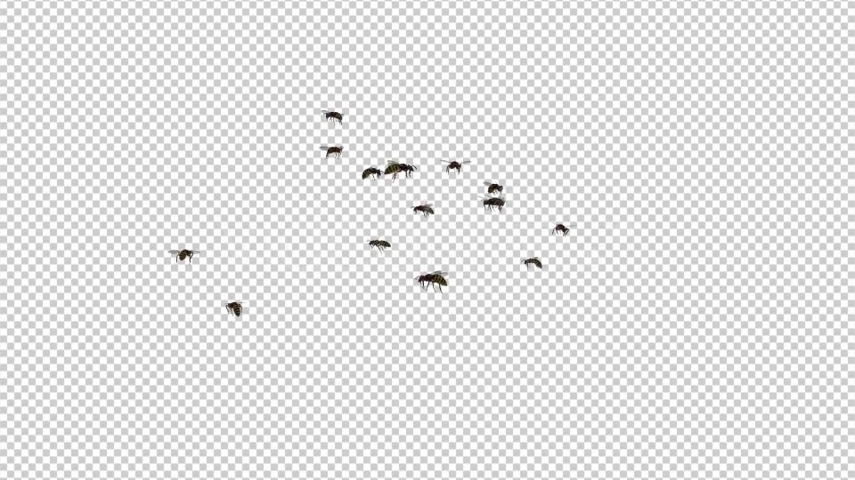 Wasp Swarm Flying Around 4K Videohive 20837586 Motion Graphics Image 7