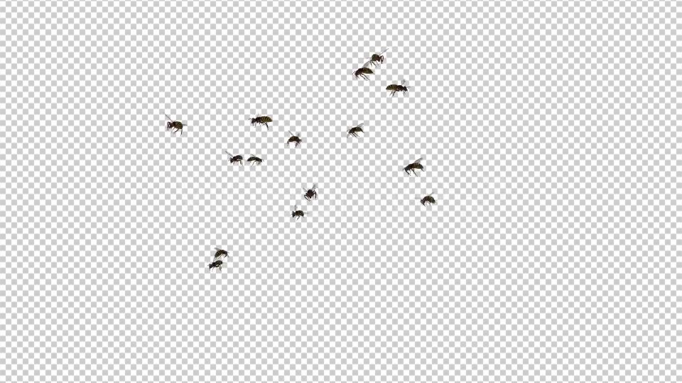 Wasp Swarm Flying Around 4K Videohive 20837586 Motion Graphics Image 8