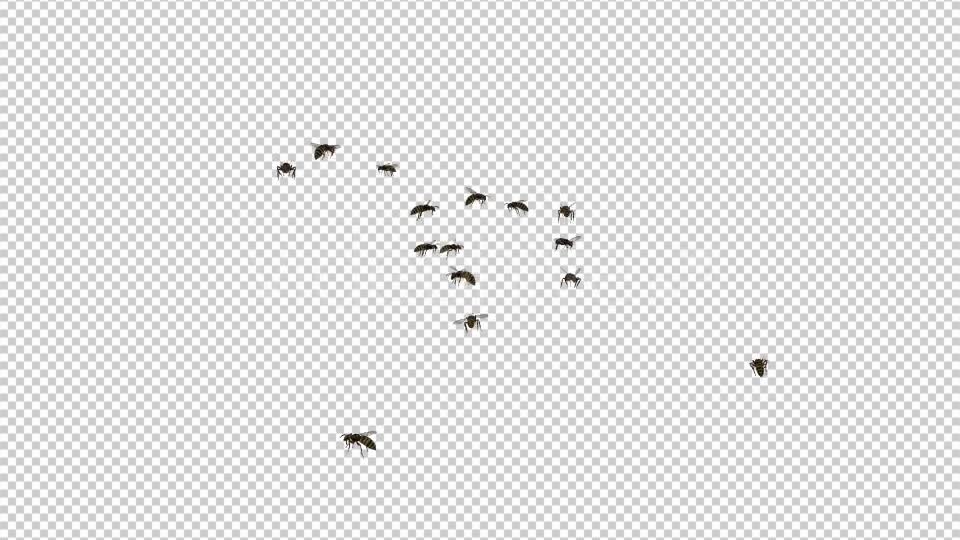 Wasp Swarm Flying Around 4K Videohive 20837586 Motion Graphics Image 9
