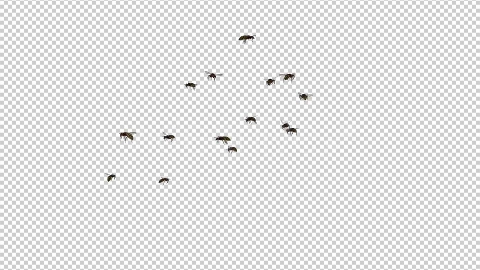 Wasp Swarm Flying Around Videohive 20837565 Motion Graphics Image 4