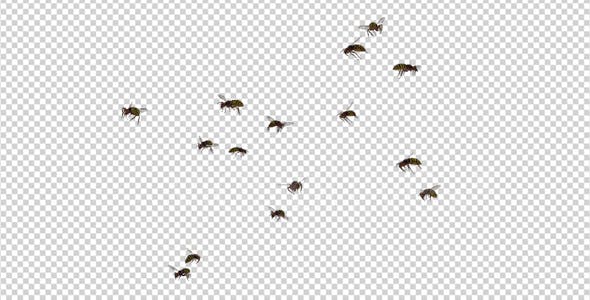 Wasp Swarm Flying Around - Download Videohive 20837565
