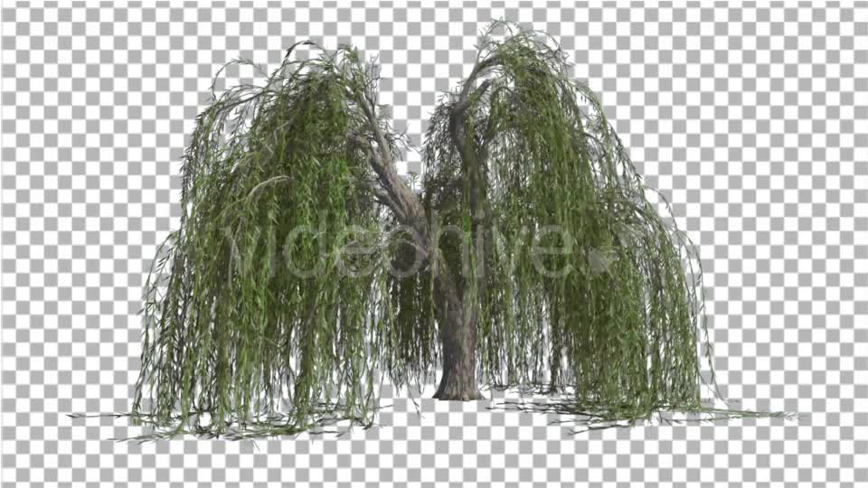 Weeping Willow Long Hanging Branches Are Swaying Videohive 16966644 Motion Graphics Image 1
