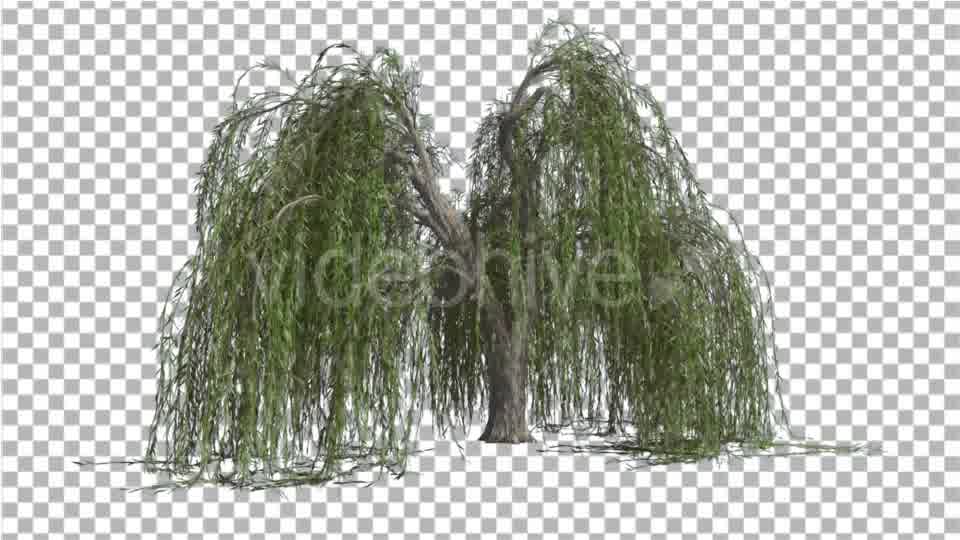 Weeping Willow Long Hanging Branches Are Swaying Videohive 16966644 Motion Graphics Image 10