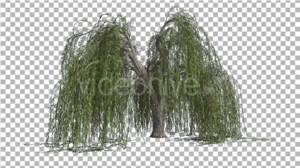 Weeping Willow Long Hanging Branches Are Swaying Videohive 16966644 Motion Graphics Image 11