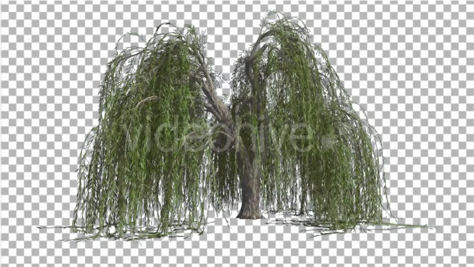 Weeping Willow Long Hanging Branches Are Swaying Videohive 16966644 Motion Graphics Image 2