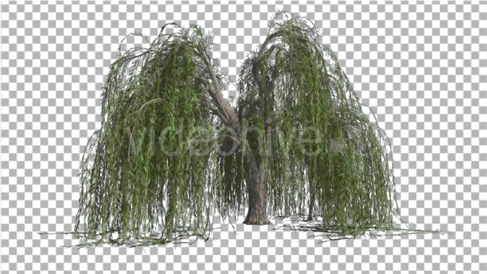 Weeping Willow Long Hanging Branches Are Swaying Videohive 16966644 Motion Graphics Image 3