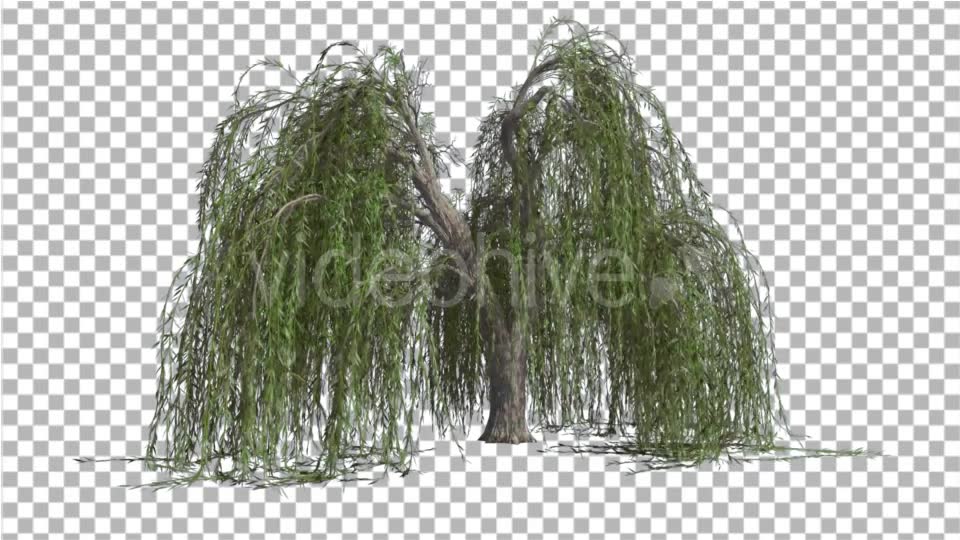 Weeping Willow Long Hanging Branches Are Swaying Videohive 16966644 Motion Graphics Image 6