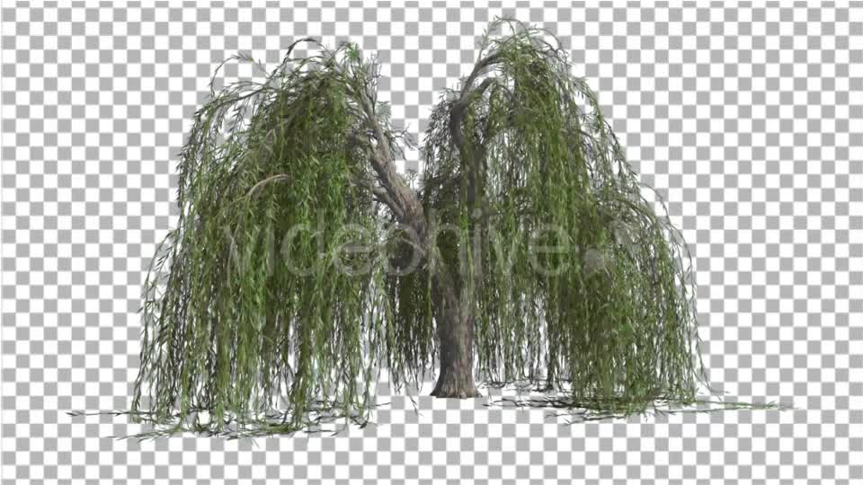 Weeping Willow Long Hanging Branches Are Swaying Videohive 16966644 Motion Graphics Image 7