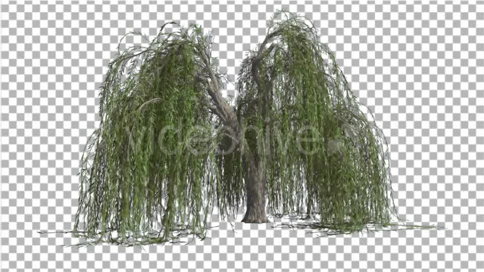 Weeping Willow Long Hanging Branches Are Swaying Videohive 16966644 Motion Graphics Image 8