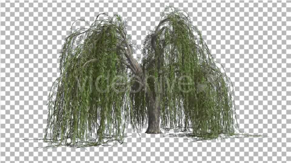 Weeping Willow Long Hanging Branches Are Swaying Videohive 16966644 Motion Graphics Image 9