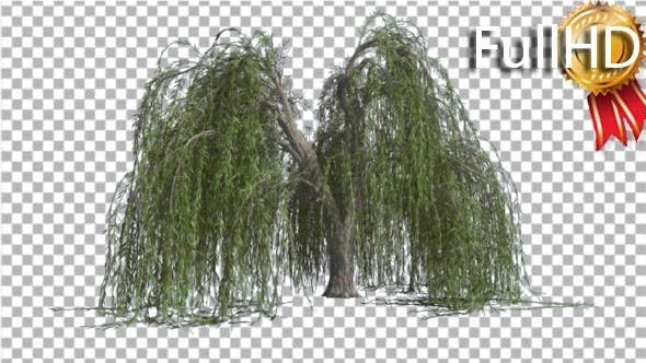 Weeping Willow Long Hanging Branches Are Swaying - Videohive 16966644 Download