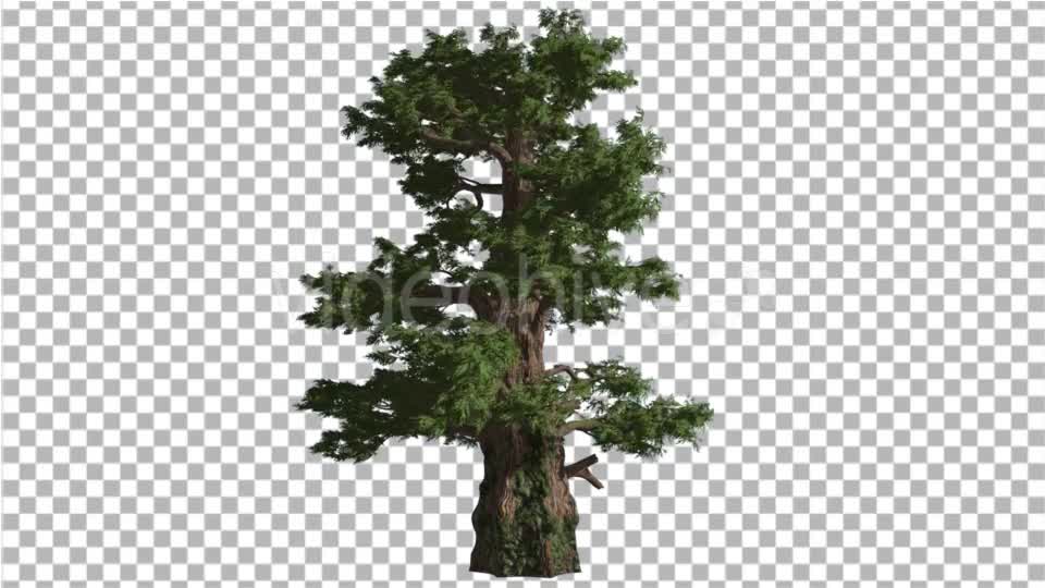 Western Juniper Coniferous Evergreen Tree Videohive 19328833 Motion Graphics Image 1