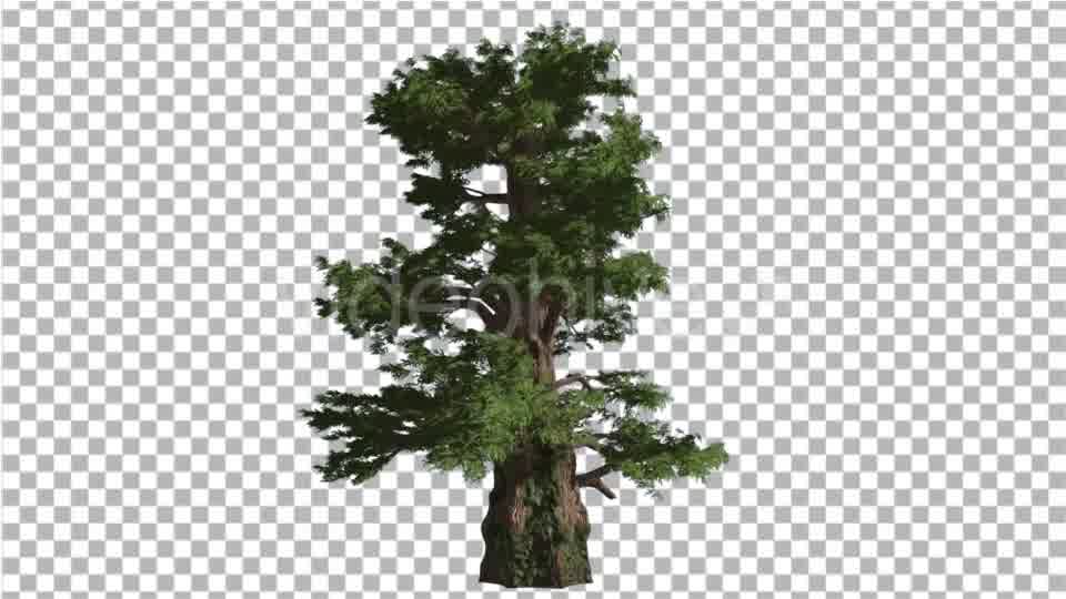 Western Juniper Coniferous Evergreen Tree Videohive 19328833 Motion Graphics Image 10