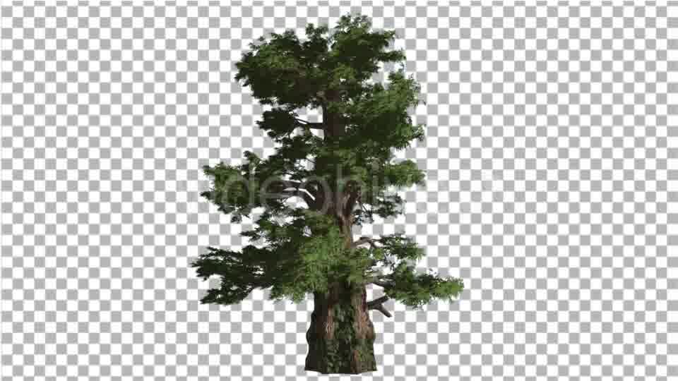 Western Juniper Coniferous Evergreen Tree Videohive 19328833 Motion Graphics Image 11