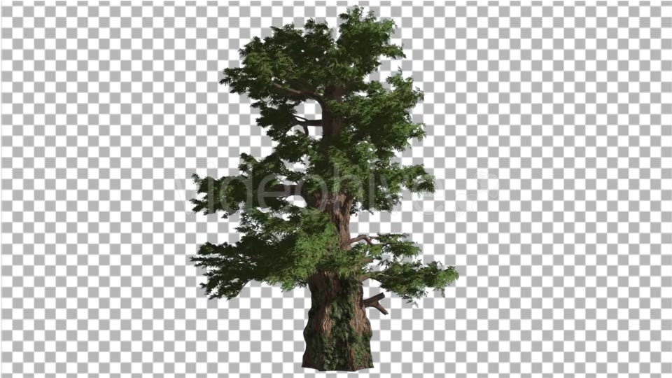 Western Juniper Coniferous Evergreen Tree Videohive 19328833 Motion Graphics Image 3