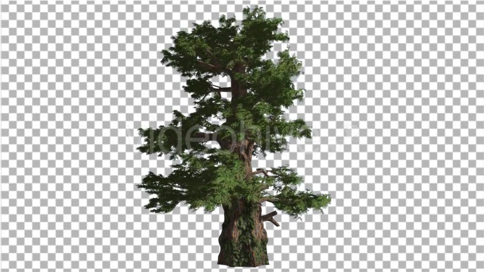 Western Juniper Coniferous Evergreen Tree Videohive 19328833 Motion Graphics Image 4