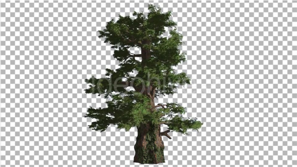 Western Juniper Coniferous Evergreen Tree Videohive 19328833 Motion Graphics Image 5