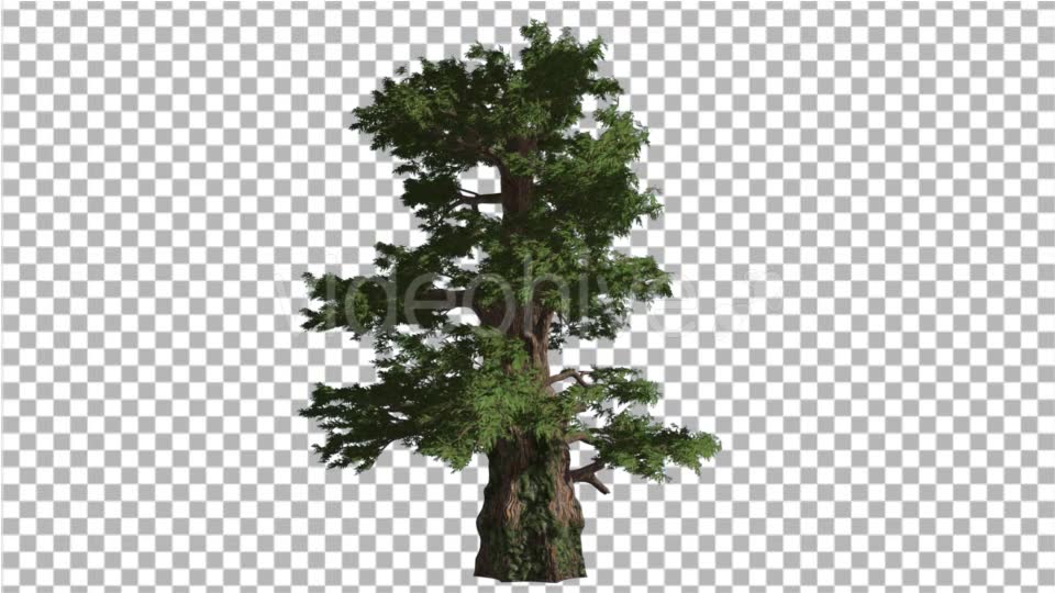 Western Juniper Coniferous Evergreen Tree Videohive 19328833 Motion Graphics Image 6