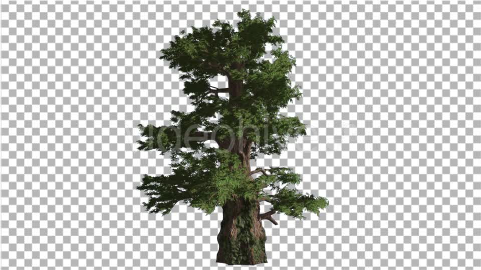 Western Juniper Coniferous Evergreen Tree Videohive 19328833 Motion Graphics Image 7