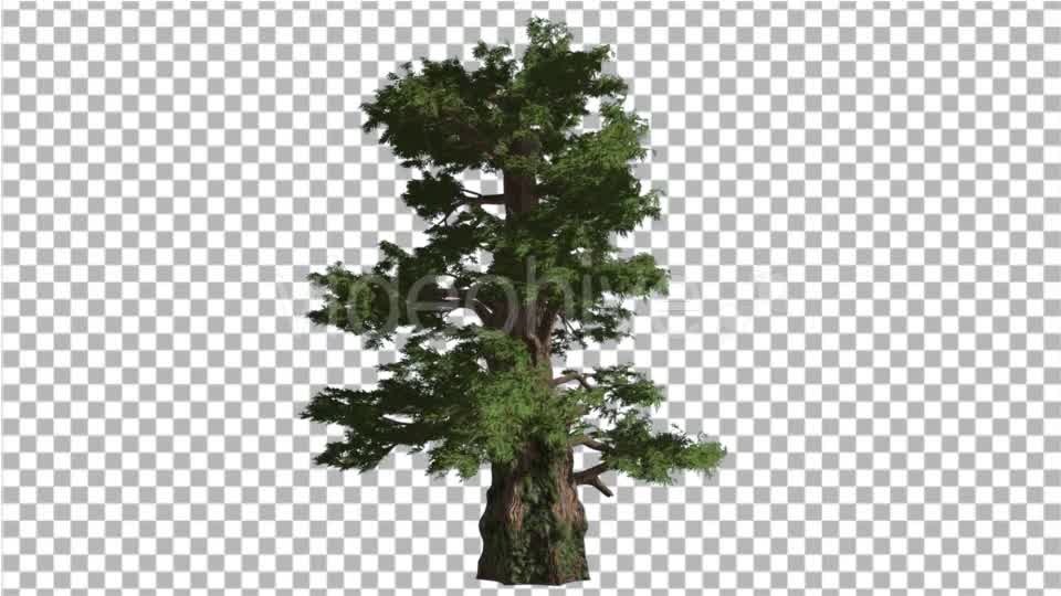 Western Juniper Coniferous Evergreen Tree Videohive 19328833 Motion Graphics Image 8