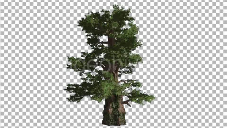 Western Juniper Coniferous Evergreen Tree Videohive 19328833 Motion Graphics Image 9