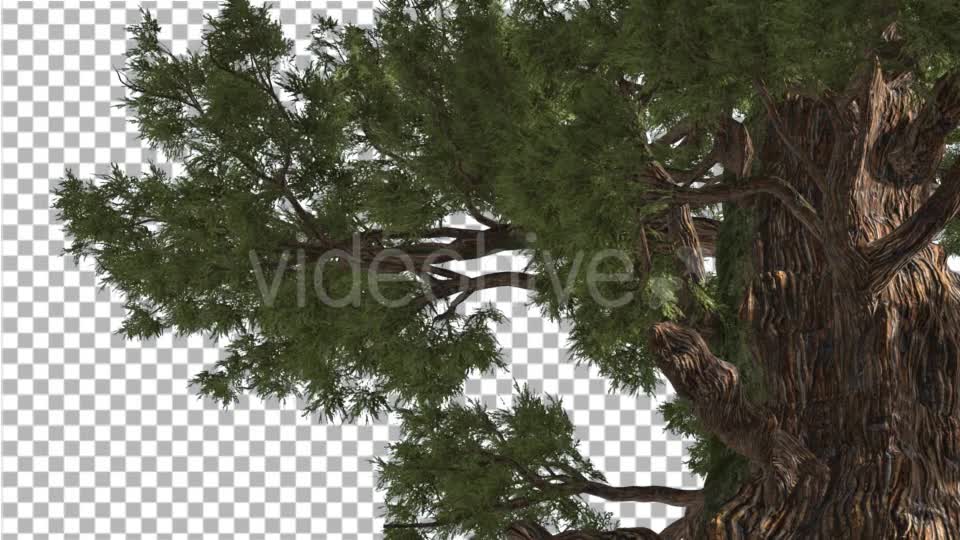 Western Juniper in Sunny Day Shadows Branches Videohive 15470585 Motion Graphics Image 1