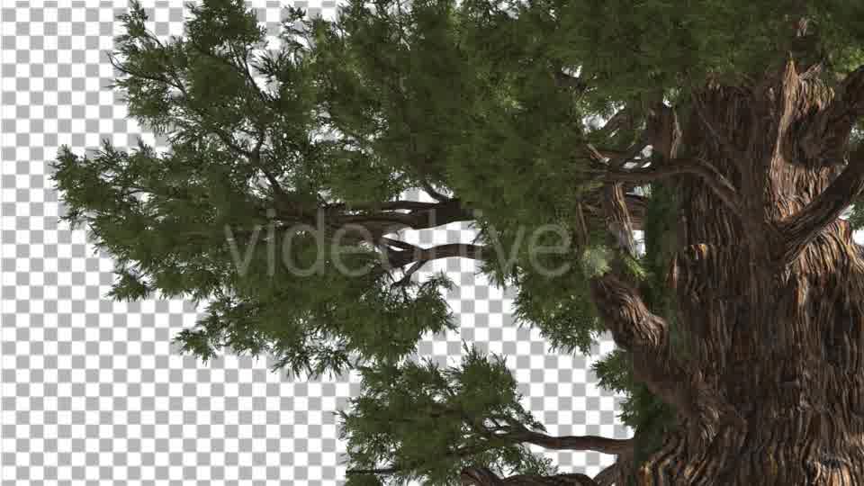 Western Juniper in Sunny Day Shadows Branches Videohive 15470585 Motion Graphics Image 10