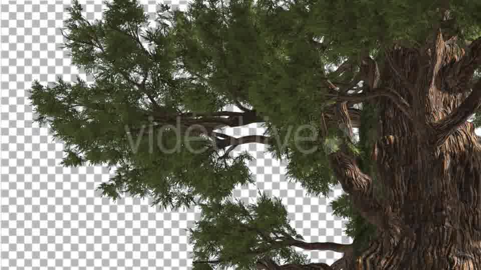Western Juniper in Sunny Day Shadows Branches Videohive 15470585 Motion Graphics Image 11