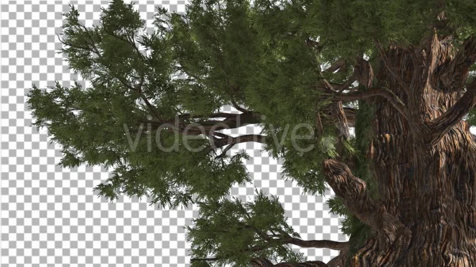 Western Juniper in Sunny Day Shadows Branches Videohive 15470585 Motion Graphics Image 2