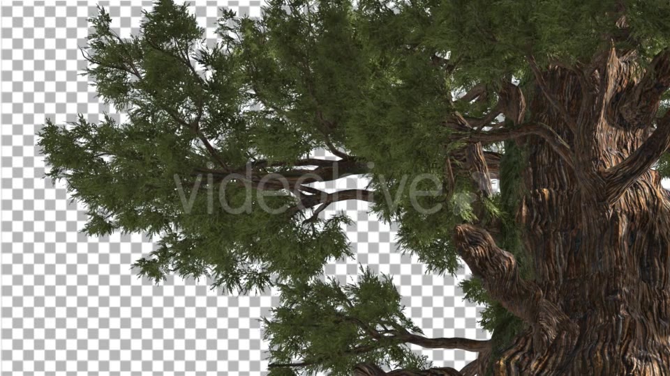 Western Juniper in Sunny Day Shadows Branches Videohive 15470585 Motion Graphics Image 3