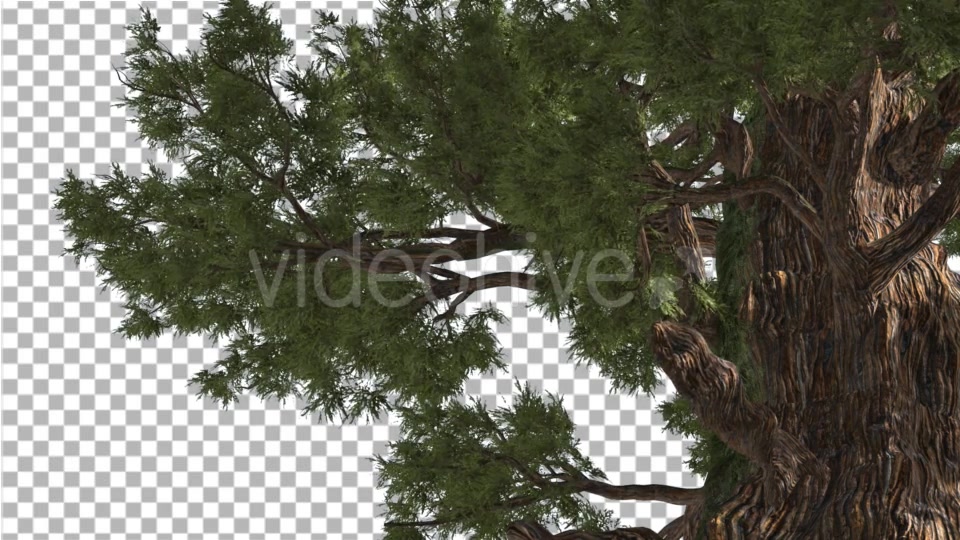 Western Juniper in Sunny Day Shadows Branches Videohive 15470585 Motion Graphics Image 4