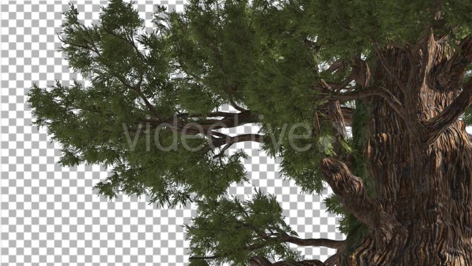 Western Juniper in Sunny Day Shadows Branches Videohive 15470585 Motion Graphics Image 5