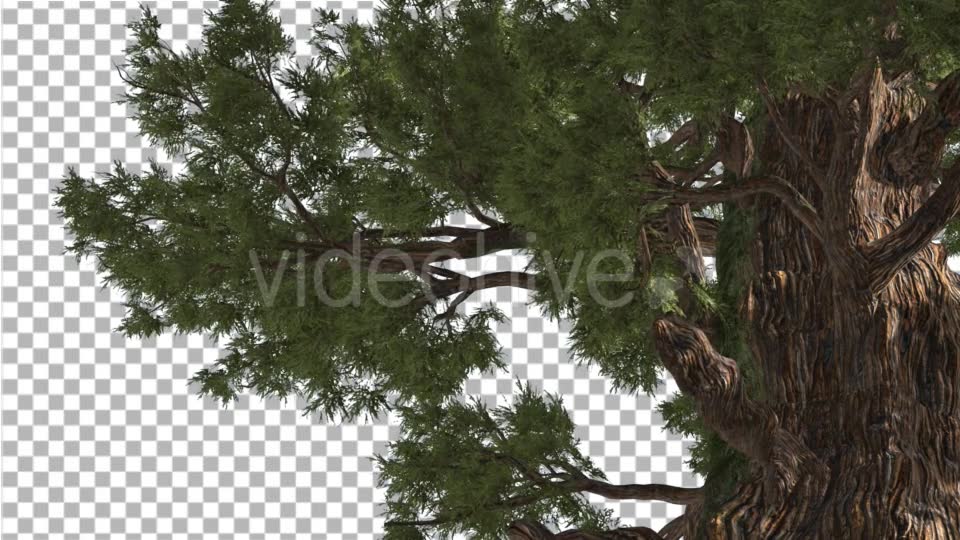 Western Juniper in Sunny Day Shadows Branches Videohive 15470585 Motion Graphics Image 6