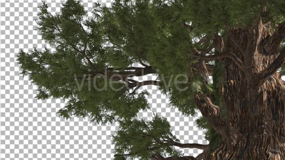 Western Juniper in Sunny Day Shadows Branches Videohive 15470585 Motion Graphics Image 7