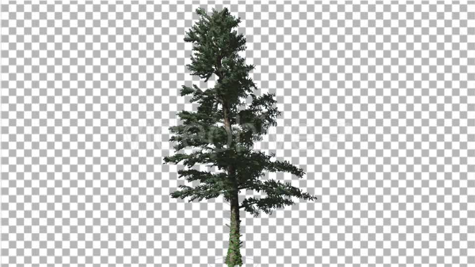 White Fir Branches Are Swaying at the Wind Videohive 19596374 Motion Graphics Image 1