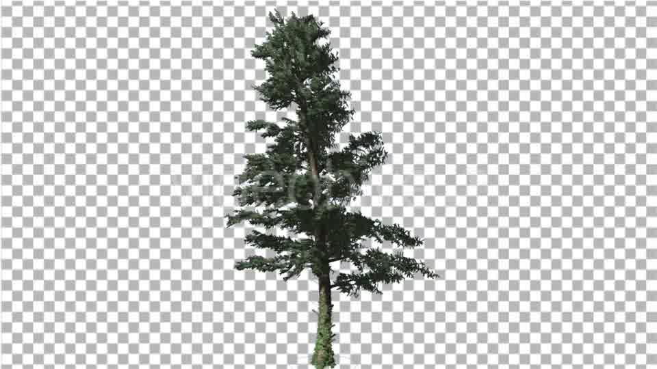White Fir Branches Are Swaying at the Wind Videohive 19596374 Motion Graphics Image 10
