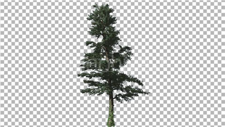 White Fir Branches Are Swaying at the Wind Videohive 19596374 Motion Graphics Image 2