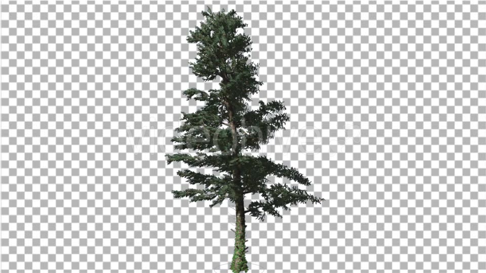 White Fir Branches Are Swaying at the Wind Videohive 19596374 Motion Graphics Image 3