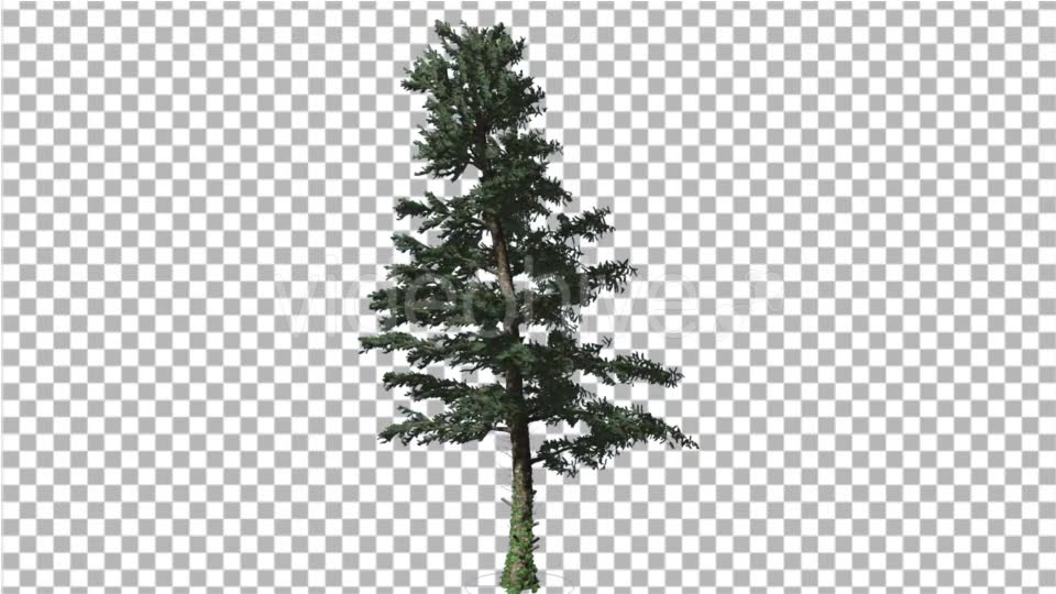 White Fir Branches Are Swaying at the Wind Videohive 19596374 Motion Graphics Image 6